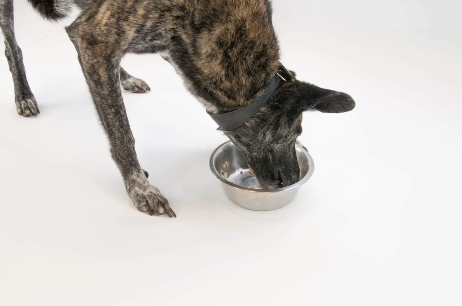 Boehringer Ingelheim Canosan® Pellets 4%ig Das Original – Bild 4